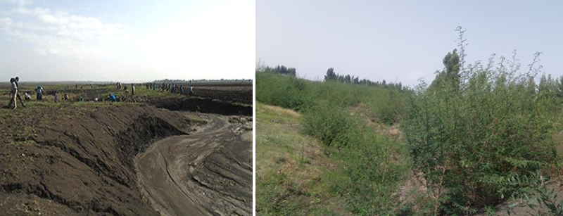 Yedhua gully before intervention in 2017 and after Conservation and tree planting in 2018