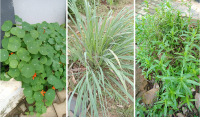 Ethnobotanical Survey of Plant Species Used as Mosquito Repellents in Controlling Health Challenges Caused by Floods 